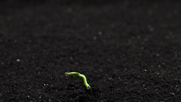 Pflanzen Zeitraffer Wachsen Sprossen Keimung Neugeborenen Pflanze Hochwertiges Filmmaterial — Stockvideo