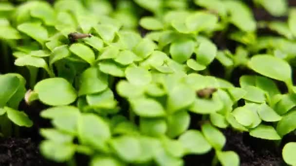 Growing Plants Time Lapse Series Beautiful Pea Sprouts Germination Newborn — Stock video