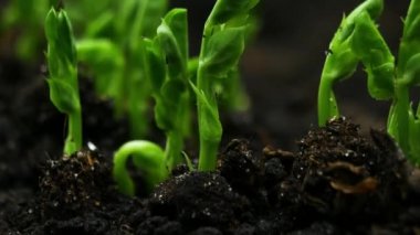 Zamansız büyüyen bitkiler, güzel bezelye filizleri tohum, gıda üretimi gibi yeni doğmuş bitkiler. Yüksek kalite 4k görüntü