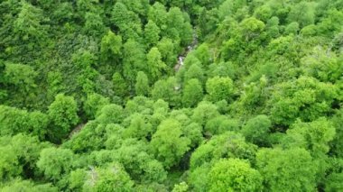 Nehir orman doğasında sabah sihirli hava manzarası 4k, yeşil yağmur ormanı ağaçları. Yüksek kalite 4k görüntü