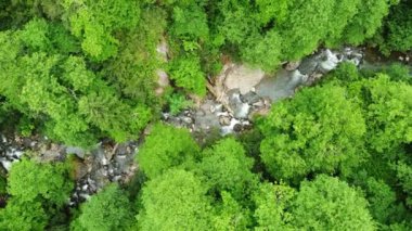 Nehir orman doğasında sabah sihirli hava manzarası 4k, yeşil yağmur ormanı ağaçları. Yüksek kalite 4k görüntü