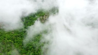 Yaz ormanı dağın tepesinde, hava manzaralı, bulutların üzerinden uçan, güzel doğal arka plan