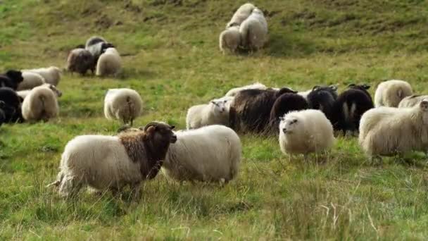 冰岛的羊 纯生态清洁地区的羊 传统畜牧业和肉类生产 高质量的4K镜头 — 图库视频影像