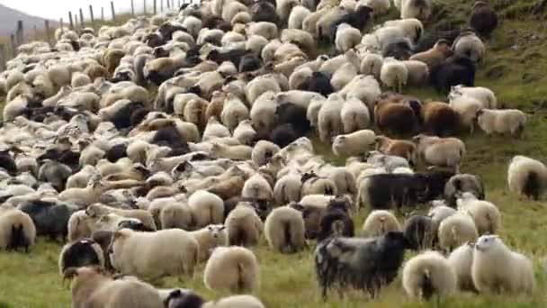 Ovce Islandu Jehňata Čisté Ekologicky Čisté Oblasti Tradiční Chov Zvířat — Stock video