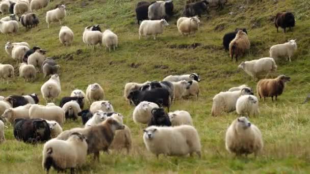 Ovini Islanda Agnelli Zona Pura Ecologicamente Pulita Zootecnia Tradizionale Produzione — Video Stock