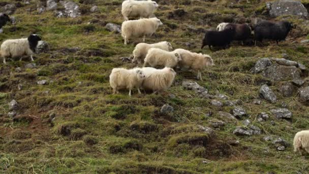 冰岛的羊 纯生态清洁地区的羊 传统畜牧业和肉类生产 高质量的4K镜头 — 图库视频影像
