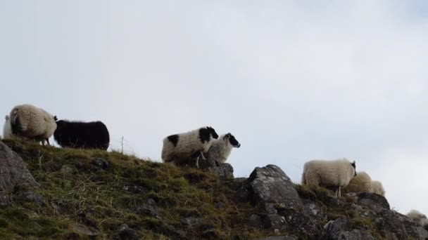 Oile Din Islanda Mieii Zona Curată Ecologică Creșterea Tradițională Animalelor — Videoclip de stoc