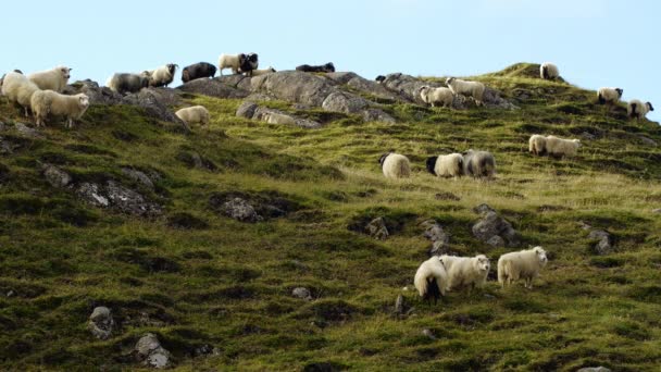 Domba Islandia Domba Daerah Yang Bersih Murni Dan Ekologi Peternakan — Stok Video