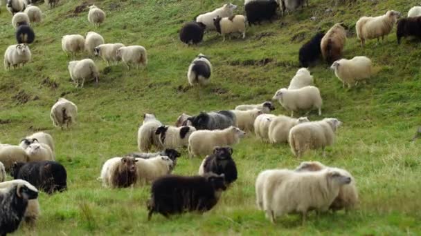 Domba Islandia Domba Daerah Yang Bersih Murni Dan Ekologi Peternakan — Stok Video