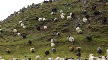 Dağlar ve salonlar arasında yürüyen koyun sürüsü, güzel hayvanlar.