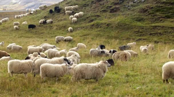 Mandria Pecore Passeggiata Sul Campo Tra Montagne Sale Animali Carini — Video Stock