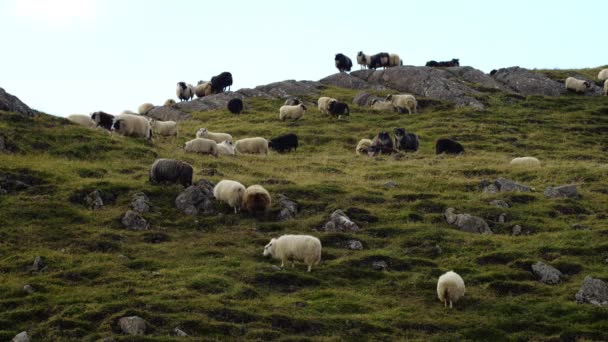 山とホール 素敵な動物の間のフィールドを歩いて羊の群れ — ストック動画