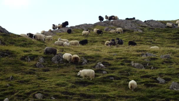 Manada Ovejas Caminando Campo Entre Montañas Pasillos Animales Agradables — Vídeo de stock