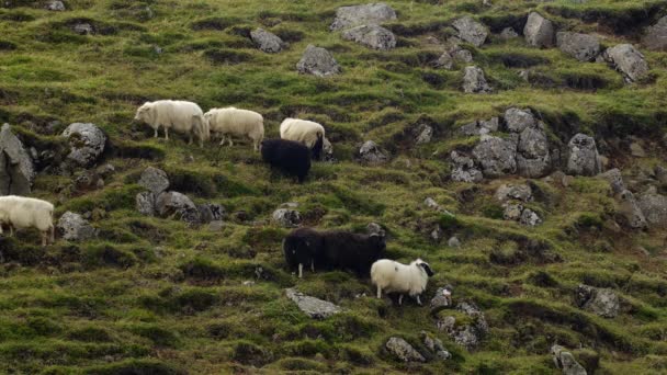 Rebanho Ovelhas Caminhando Campo Entre Montanhas Salões Bons Animais — Vídeo de Stock