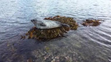 Deniz aslanı, İzlanda 'daki kayalıklarda suyun yanında. Doğal ortamdaki deniz memelilerini korudu. Yüksek kalite 4k görüntü