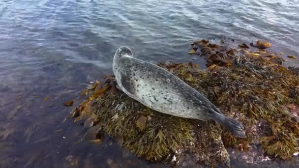 León Marino Cerca Del Agua Roca Islandia Mamíferos Marinos Protegidos — Vídeos de Stock