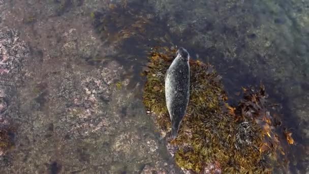 Sjölejon Nära Vatten Klippan Island Skyddade Marina Däggdjur Naturlig Miljö — Stockvideo