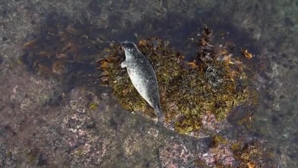 아이슬란드의 바위에 근처에 바다사자는 서식지에서 포유류를 보호하고 고품질 — 비디오