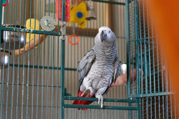 Afrika grisi bacağını kaldırdı ve koluma çıktı.