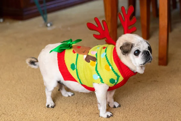 Christmas Pug Ready Take Antlers Sweater — Stock Photo, Image