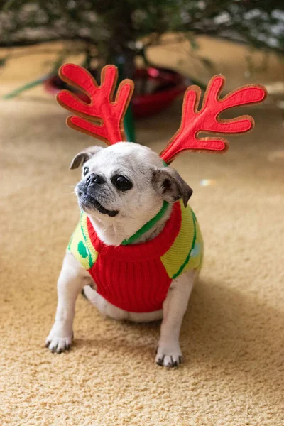 Vánoční Pug Připraven Párty — Stock fotografie