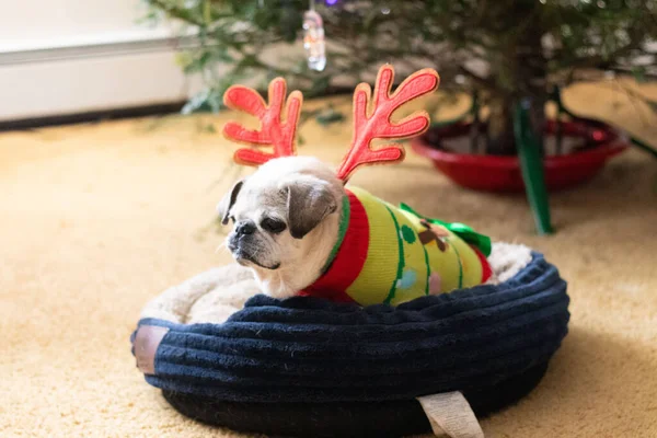 Christmas Pug Looking Away Tired All Day — Stock Photo, Image