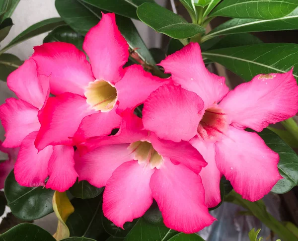 Adenium obesum or Red Impala Lily or Desert Flower in thai they call Azalea flowers