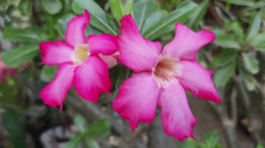 Two stalks view of Desert Flower, or Adenium Obesum flower, or Allium Ampeloprasum