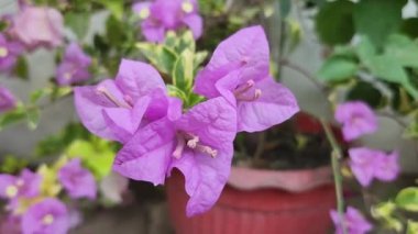 bougainvillea pembe çiçeğinin yakın görüntüsü