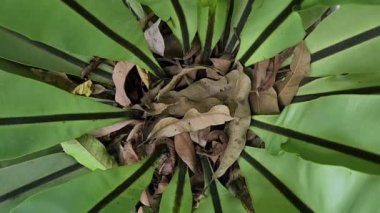 Center view of Asplenium nidus or birds nest fern plant
