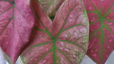 Caladium Bulbs pink illusion plant leaves