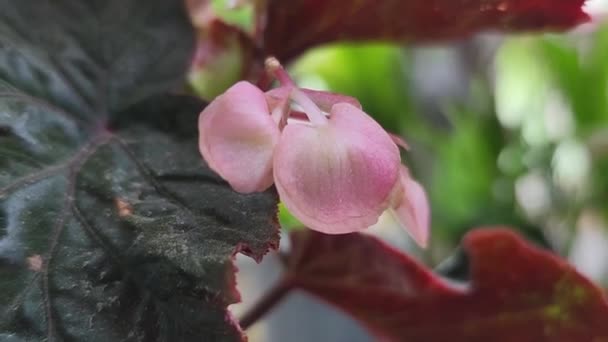 Begonia Martin Mystery Flower — Wideo stockowe