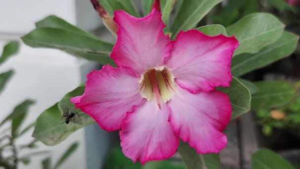 Close View Desert Flower Adenium Obesum Flower Allium Ampeloprasum — 图库视频影像