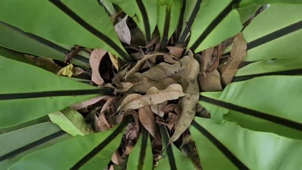 Center View Asplenium Nidus Birds Nest Fern Plant — Stockvideo