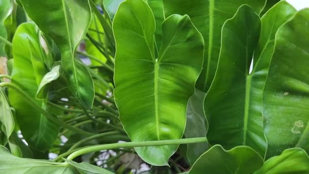 Plant Leaves Philodendron Burle Marx — 图库视频影像