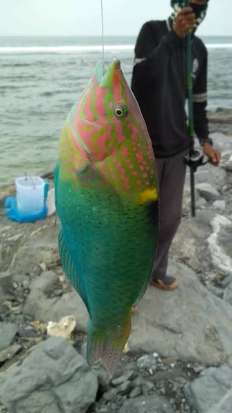 beautiful colorful fish caught in the fishing line