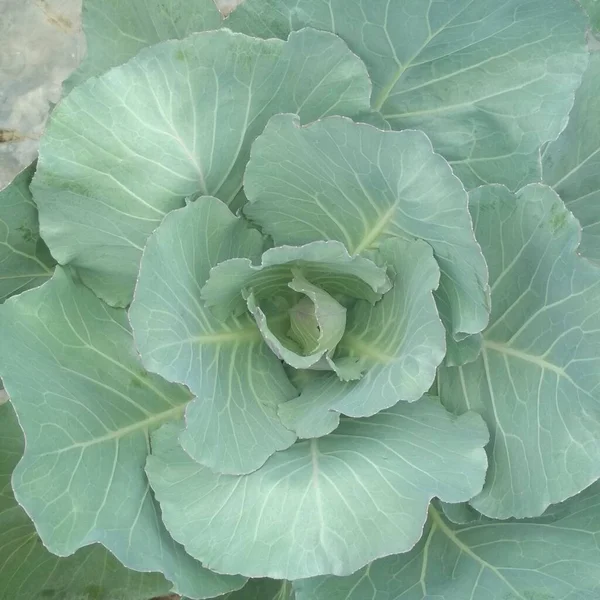cauliflower plant in bloom before harvest time