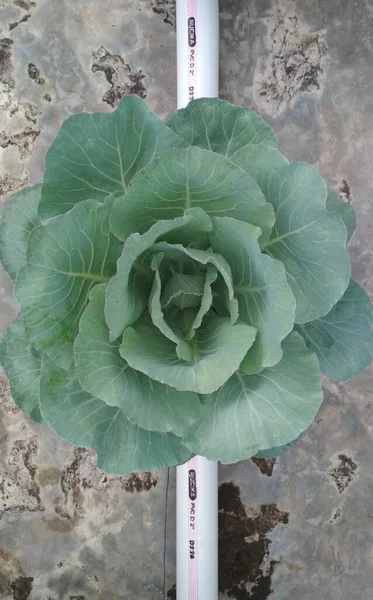cauliflower plant in bloom before harvest time
