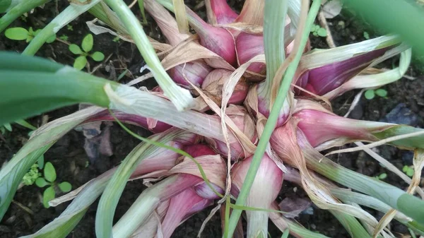 weeds and piles of lush shallots before harvesting