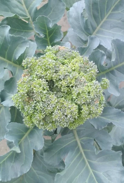 Top View Green Broccoli Flowers Harvest — 스톡 사진