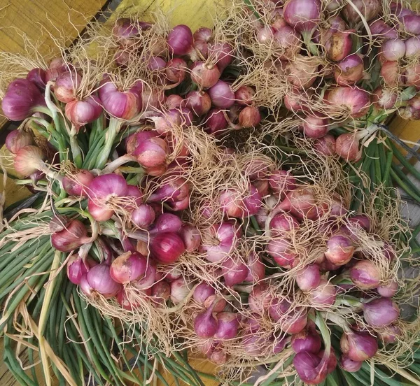 a pile of freshly harvested onions