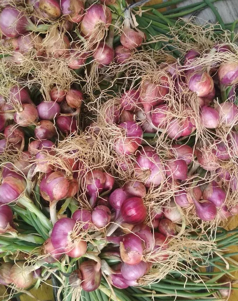 a pile of freshly harvested onions