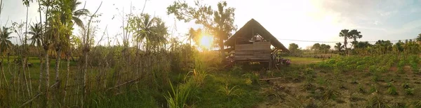 Panorama and Landscape of Sunset on a large plantation