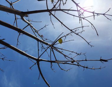 Silhouette of tree branches with blue sky background