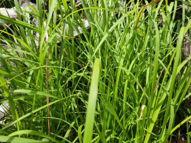 The Green grass under the sunlight