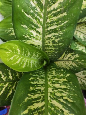 Top and Center View of Dieffenbachia or Tropic Snow Plant