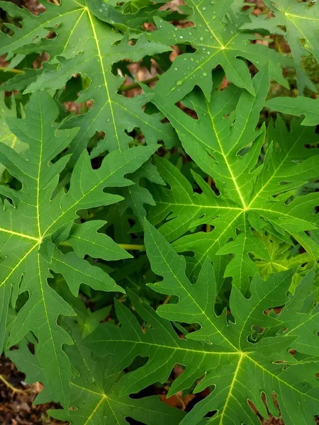 Fresh Green Young Papaya Plant Leaves — Stockfoto