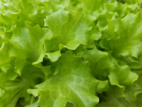 Close View Green Fresh Lettuce Leaves — Stockfoto