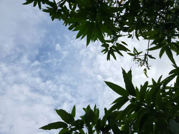 Silhouette of dark leaves with cloudy blue sky background