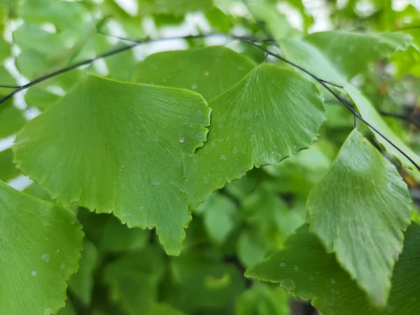 Leaves of Adiantum tenerum or Brittle maidenhair fern plant